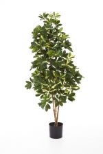 Natural Schefflera bont 80cm 